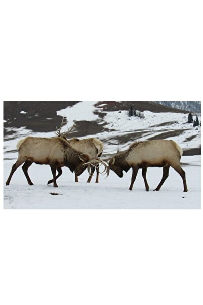 OEM Pictură pe pânză, „Cerbi confruntându-se într-un peisaj de iarnă”, Cerb, ...