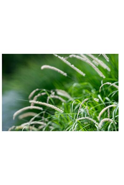 OEM Pictură pe pânză, „Dansul ierbii în briză”, Verde, Natură, Delicat, 39 x 26cm