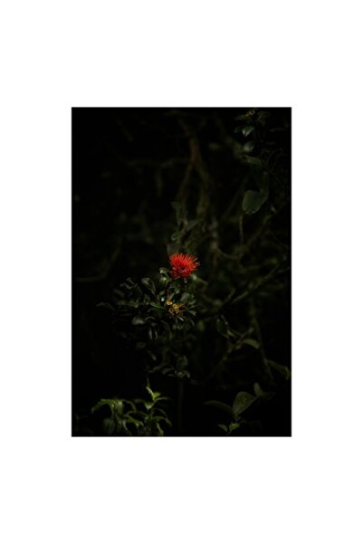 OEM Pictură pe pânză „Floare roșie în umbra pădurii”