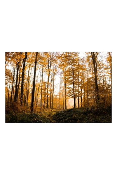 OEM Tablou Canvas, 'Padurea in culorile toamnei tarzii', Aur, Toamna, Copaci, Lumina, Frunze, Padure, Ca