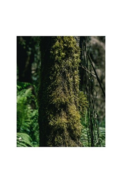 OEM Pictură pe pânză, „Trunchi acoperit de mușchi verde luxuriant”, 50 x 90cm