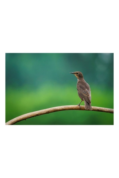 OEM Tablou Canvas, "Pasare pe creanga in zori", 100 x 70cm