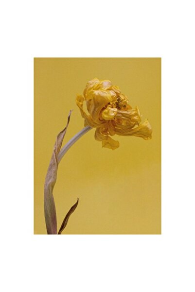 OEM Tablou Canvas, Floare vestejita pe fundal galben, 100 x 150cm