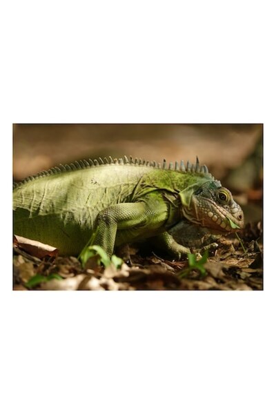 OEM Tablou Canvas, "Iguana printre frunze uscate", Verde, Solzi, Natura, Iguana, Lumina, Frunze, Relaxar