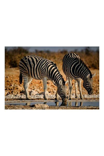 OEM Pictură pe pânză, „Zebre la adaptat in savannah”, 100 x 100 cm