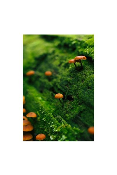 OEM Tablou Canvas, 'Micile ciuperci pe muschiul verde'