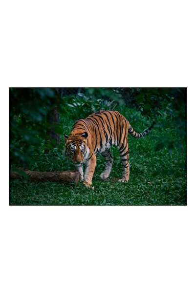 OEM Tablou Canvas, 'Tigrul pasind prin iarba verde'