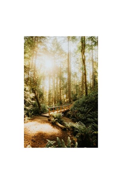 OEM Tablou Canvas, 'Puntea luminoasa din padurea vesnica'