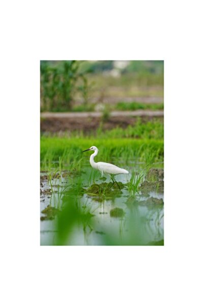 OEM Tablou Canvas, 'Egreta solitara in mijlocul naturii', Pasare, Alba, Apa, ...