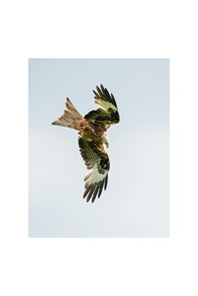 OEM Tablou pe pânză, „Zborul maiestuos al zmeului roșu”, 50 x 70cm