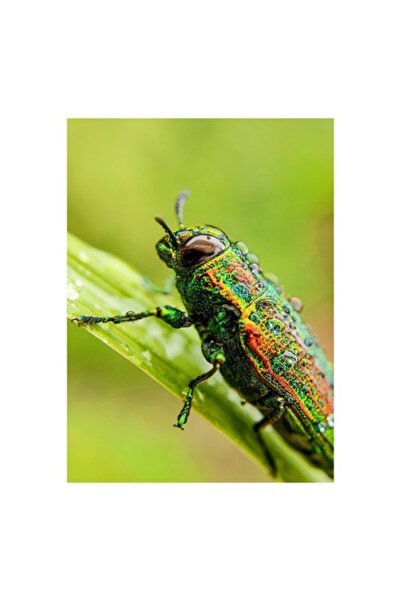 OEM Pictură pe pânză, „Gândac strălucitor pe frunză verde”, Picături de ploai...