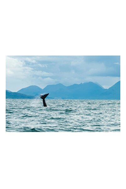 OEM Tablou Canvas, "Coada balenei in largul marii", Cer, Munti, Balena, Apa, Libertate, Natura, Peisaj,