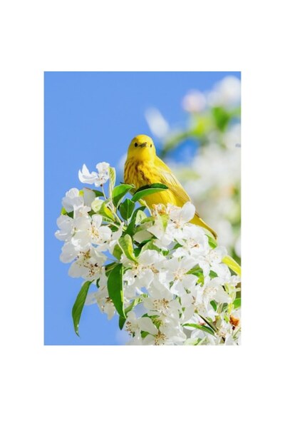 OEM Tablou Canvas, Veselie in livada inflorita, Galben, Delicat, Ramura, Flor...