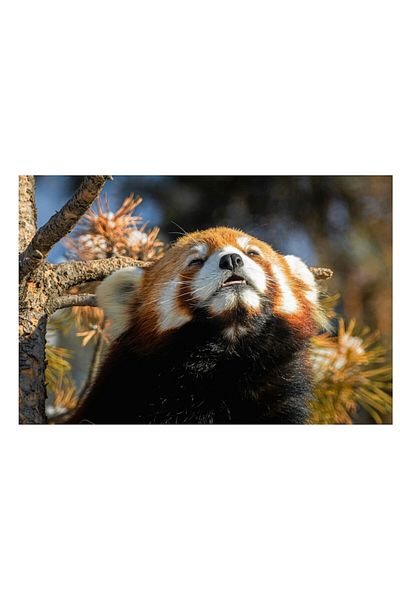 OEM Tablou Canvas, "Panda Rosu Incalzit de Soare", 54 x 39cm