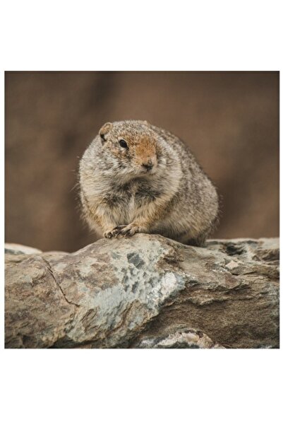 OEM Tablou Canvas, 'Mic rozator pe piatra rece', Marmota, Blana, Stanca, Natura, Calm, Observare, Curioz