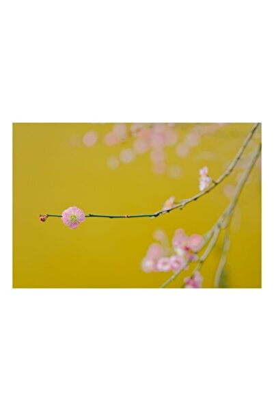 OEM Tablou Canvas, 'Roua primaverii pe ramul inflorit', Flori, Ramura, Delicatete, Pastel, Primavara, Fu