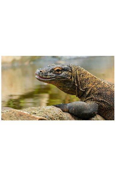 OEM Tablou Canvas, 'Dragonul de Komodo contemplând natura'