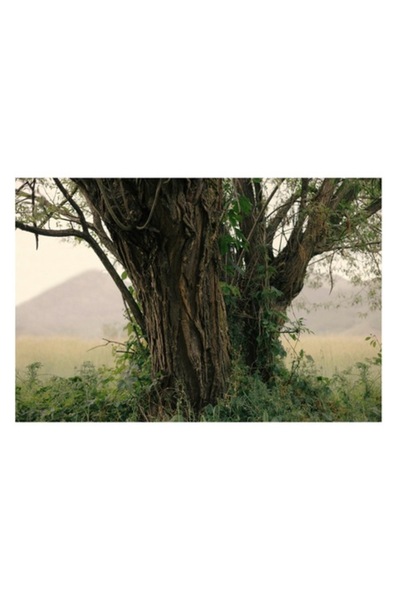 OEM Tablou Canvas, 'Misterul copacului in amurgul verii'