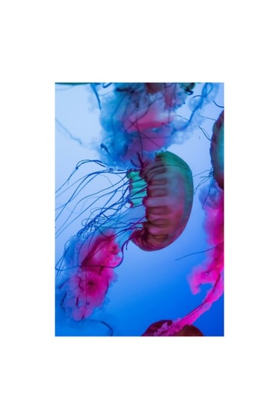 OEM Tablou Canvas, 'Dansul meduzelor in lumina oceanului', 50 x 90 cm