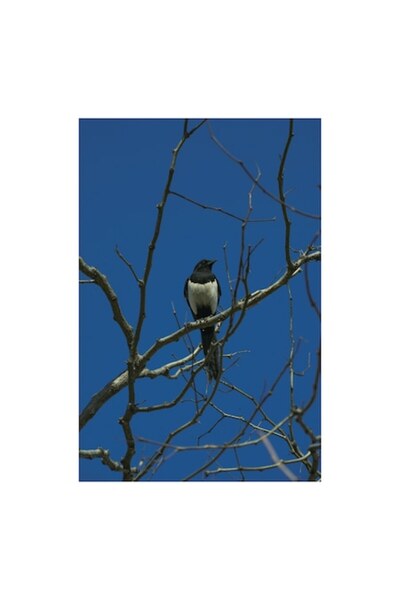 OEM Pictură pe pânză, „Coțofană printre ramuri uscate”, Pasăre, Ramură, Cer, ...