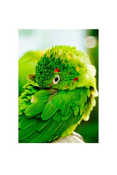 OEM Tablou Canvas, Papagalul Verde Printre Frunze vii