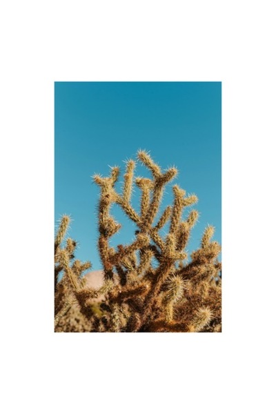 OEM Pictură pe pânză, „Cactuși sub un cer albastru strălucitor”, Peisaj