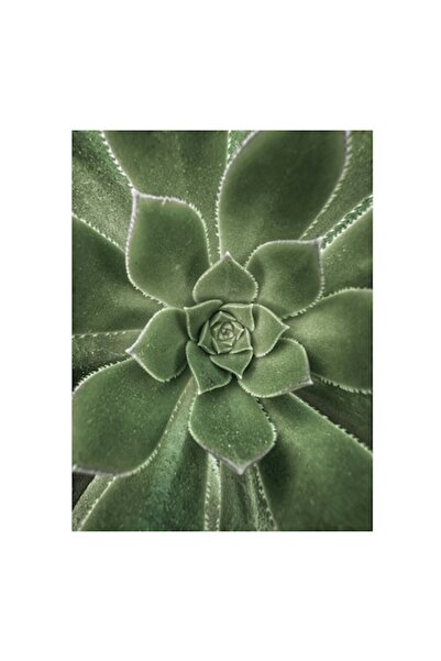 OEM Tablou Canvas, 'Simetria perfecta a naturii verzi', Verde, Simetrie, Natura