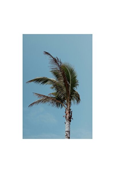 OEM Tablou Canvas, 'Palmier in adierea vantului tropical', 50 x 70cm