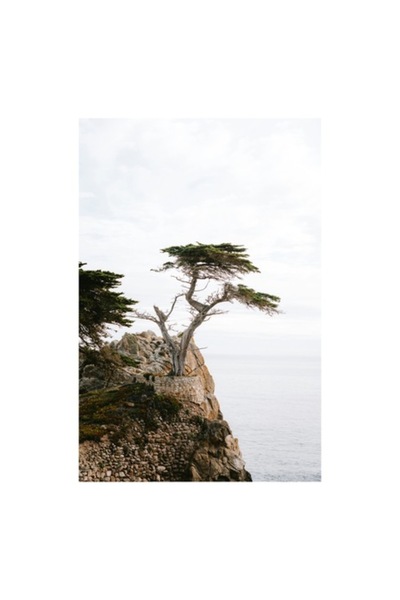 OEM Pictură pe pânză „Copac solitar pe o stâncă”, 26 x 39 cm