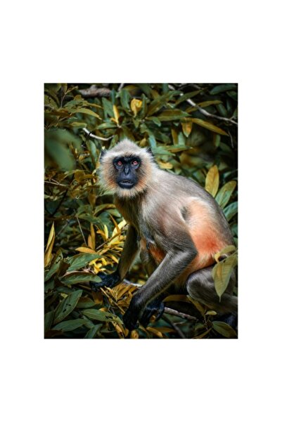 OEM Pictură pe pânză „În umbra junglei verzi”, Maimuță, Frunze, Ramură, Privi...