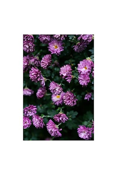 OEM Pictură pe pânză, „Flori de toamnă în grădină”, violet, elegant