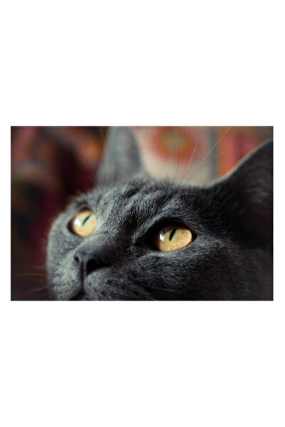 OEM Pictură pe pânză - „Privirea misterioasă a pisicii cenușii”, 70 x 50 cm