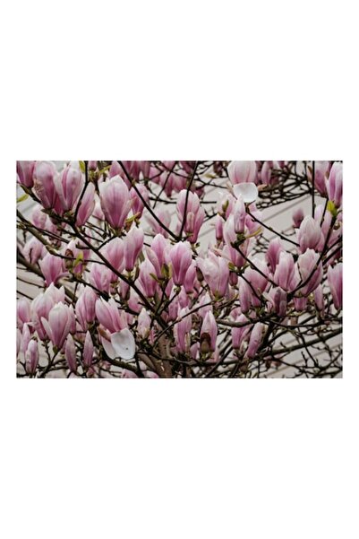 OEM Tablou Canvas, "Magnolii in floare la inceput de primavara", 100 x 70cm