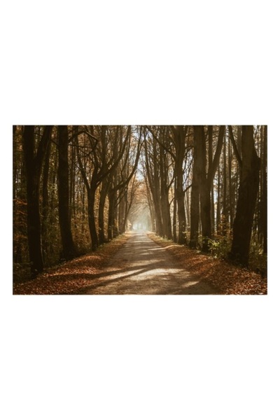 OEM Tablou Canvas, "Drumul padurii in lumina diminetii", Toamna, Alee, Copaci...