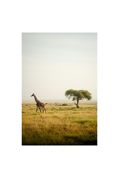OEM Tablou Canvas, "Girafa in savana africana linistita", 50 x 90cm