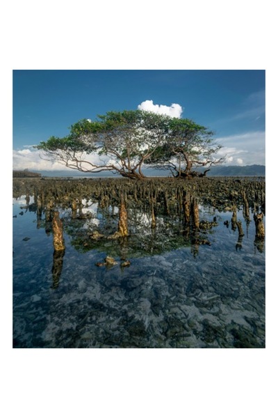 OEM Tablou Canvas, "Oglindirea copacului in mare azurie", 39 x 54cm