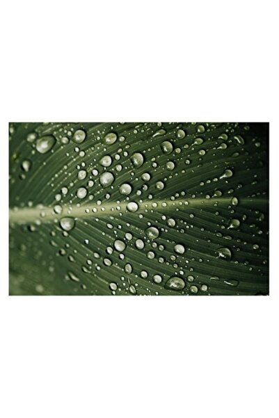 OEM Tablou Canvas, 'Picaturi de ploaie pe frunza verde', 90 x 50cm