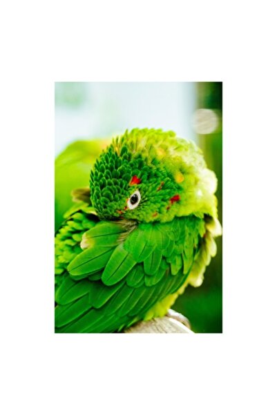 OEM Tablou Canvas, "Papagalul verde printre frunze vii", Verde, Papagal, Colo...