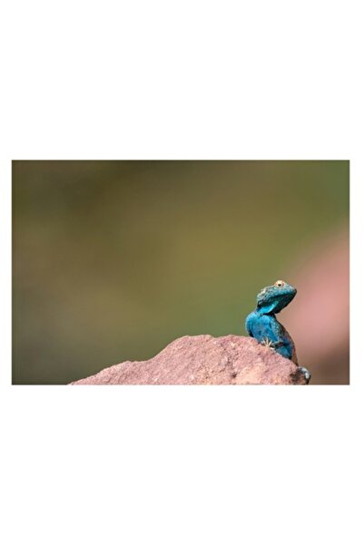 OEM Pictură pe pânză, „Șopârlă albastră pe stâncă roșiatică”, multicoloră, 10...