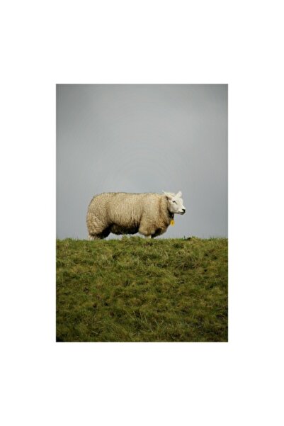 OEM Tablou Canvas, 'Oaia singuratica pe deal verde'