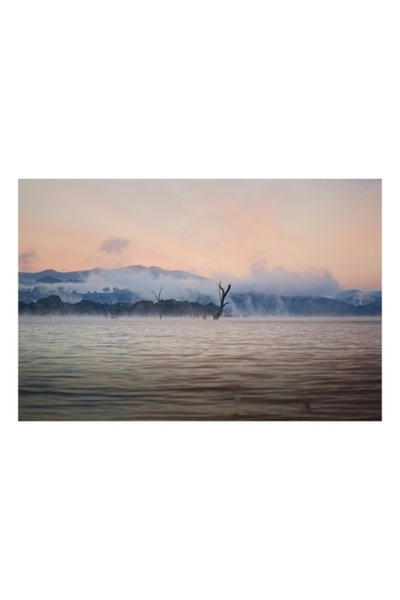 OEM Tablou Canvas, "Copaci singuratici in ceata diminetii", 50 x 50 cm