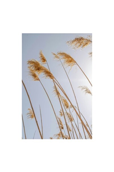 OEM Pictură pe pânză - „Bătălia stufului sub soare blând”