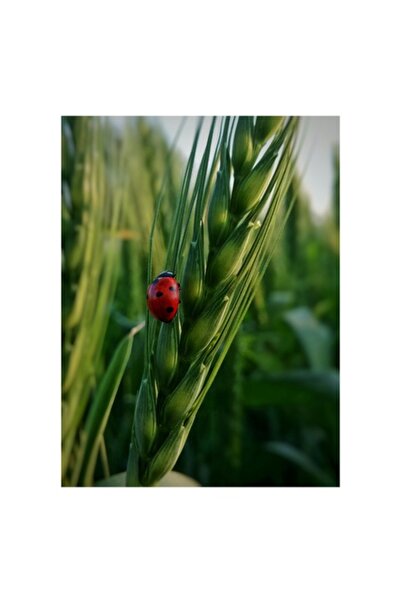 OEM Tablou Canvas, "Buburuza pe spice de grau", 70 x 100cm