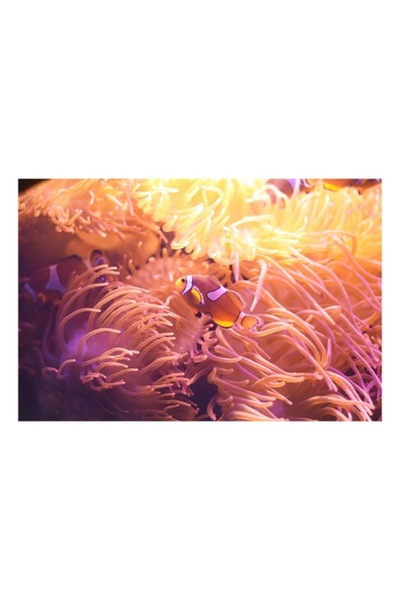 OEM Tablou Canvas, "Clovn printre tentaculele anemonelor vii", 70 x 50cm