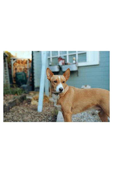 OEM Pictură pe pânză, „Câine vigilent în curte”, 90 x 50cm