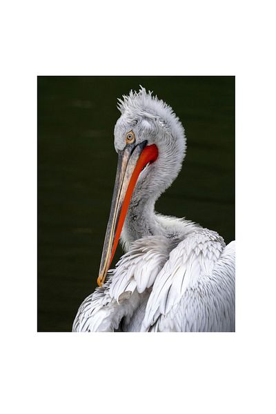 OEM Tablou Canvas, "Pelican alb in apa linistita", 39 x 54cm