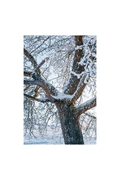 OEM Pictură pe pânză „Copac înghețat în lumina dimineții”, 100 x 100 cm