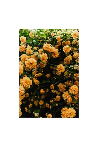 OEM Tablou Canvas Premium: Dansul Florilor Portocalii