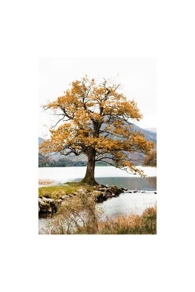 OEM Tablou Canvas, "Copacul singuratic de pe malul lacului", 26 x 39cm