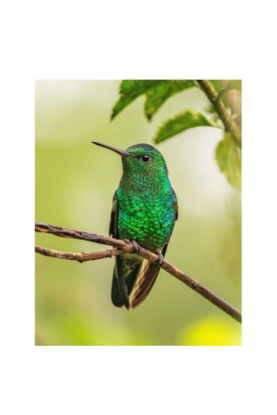 OEM Pictură pe pânză, „Șoimul de smarald odihnindu-se discret”, 100 x 150cm